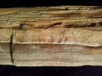 Ископаемая древесина хвойного
