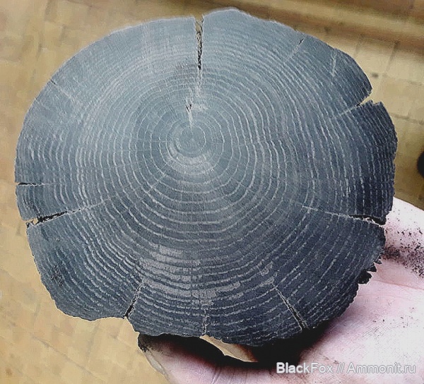 покрытосеменные