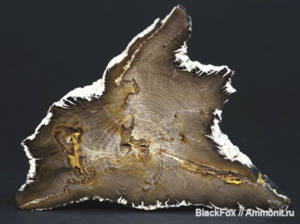 покрытосеменные