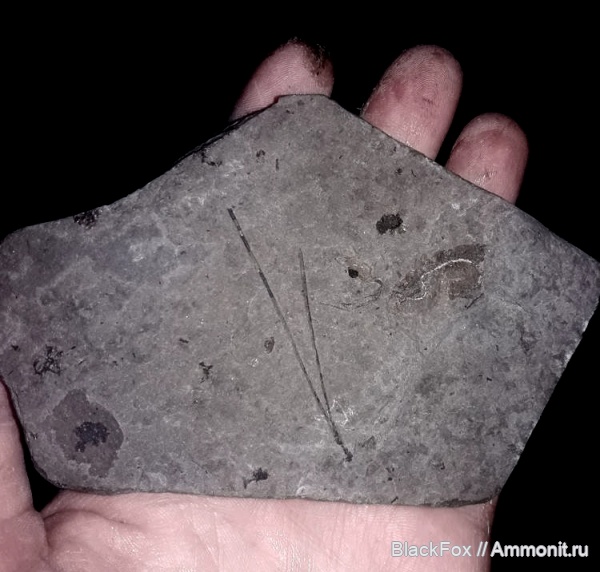 голосеменные