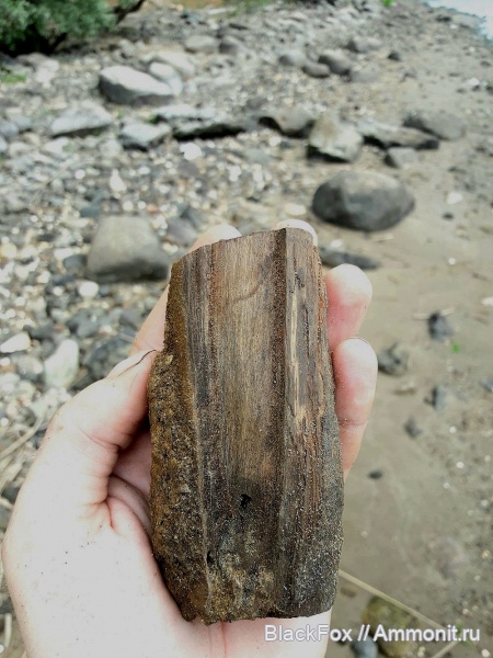 голосеменные