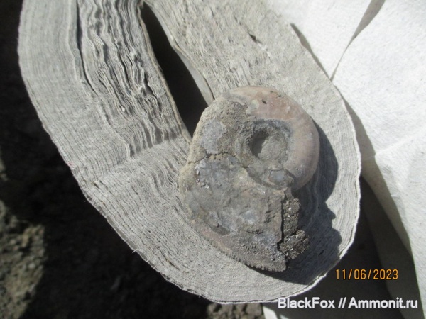аммониты