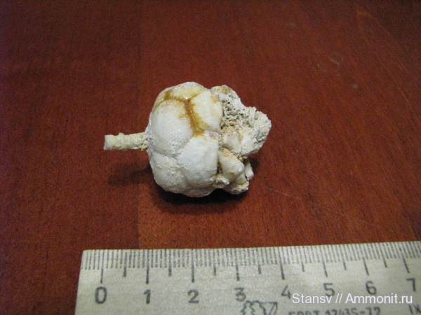 Dicromyocrinus, Dicromyocrinus ornatus, Cromyocrinidae