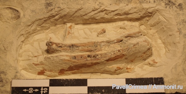 Рыба маастрихт