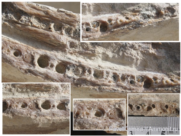 рыбы, зубы, маастрихт, Maastrichtian, fish, teeth