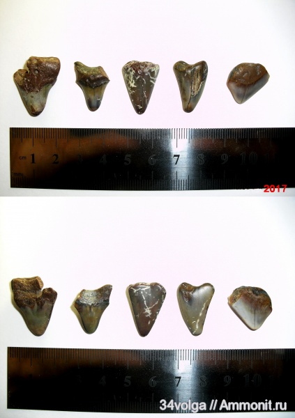 палеоцен, Squalicorax