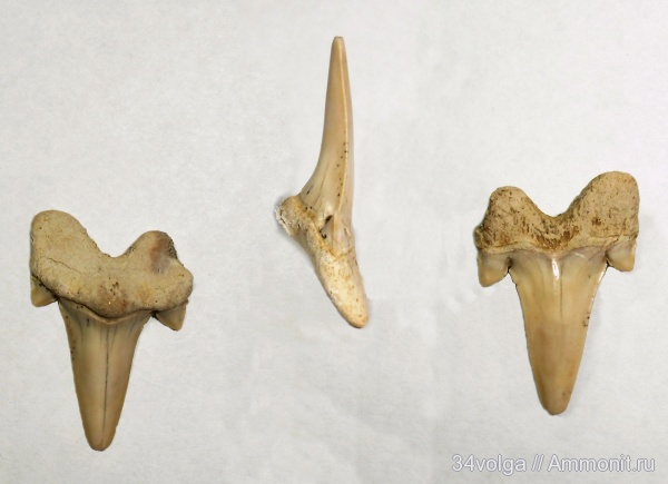 верхний мел