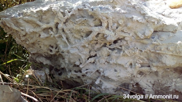 СНТ Приморье