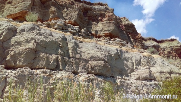 палеоген, Ophiomorpha