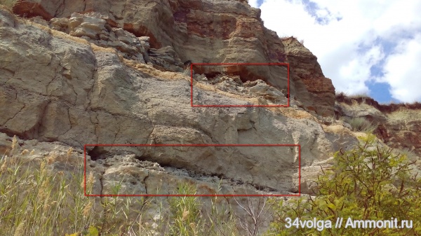 палеоген, Ophiomorpha