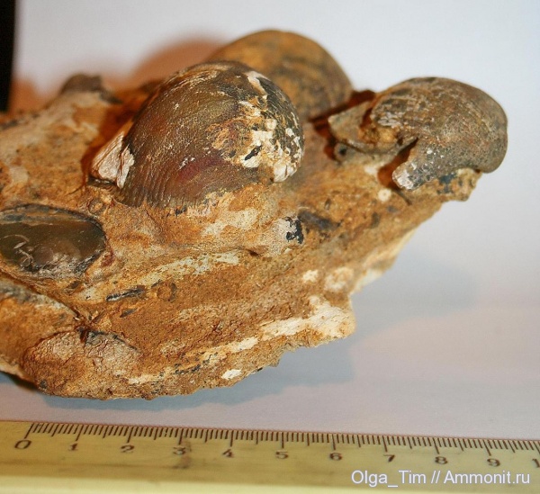 брахиоподы, Admoskovia, choristites priscus, Ступино