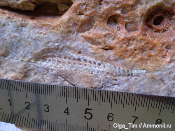 карбон, Actinocerida, головоножка