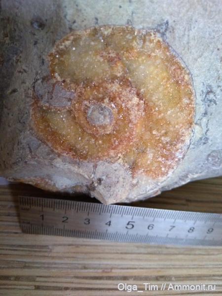 брюхоногие моллюски