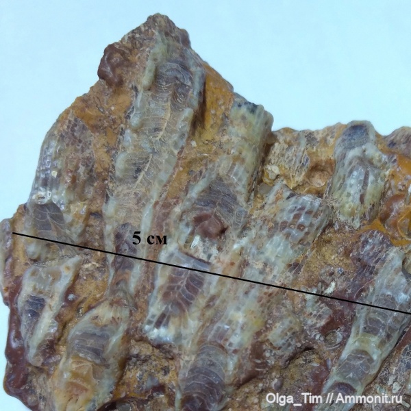 кораллы, нижний карбон, Siphonodendron