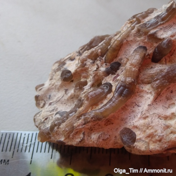 кораллы, нижний карбон, Siphonodendron