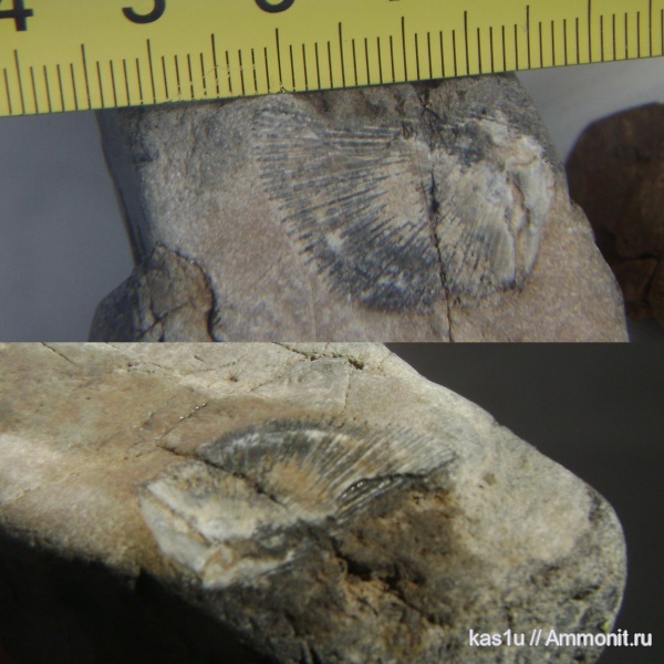 различные окаменелости