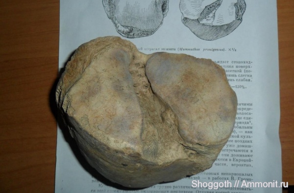 мамонты, кайнозой, четвертичный период