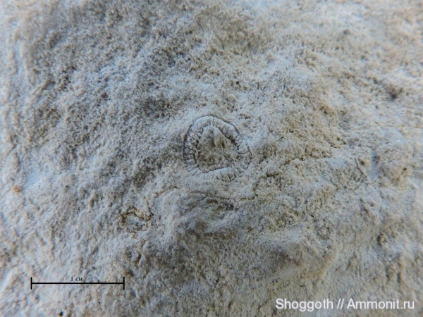 кембрий, археоциаты, Cambrian, Красноярский край