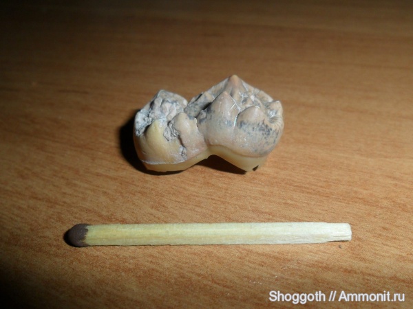 млекопитающие, Красноярский край