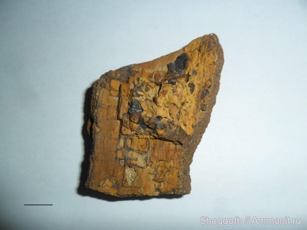 окаменевшее дерево, Красноярский край