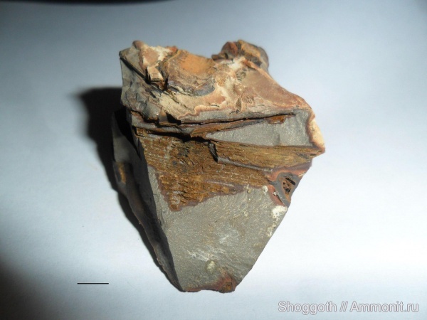 окаменевшее дерево, Красноярский край