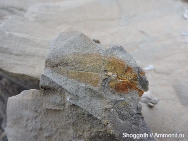 юра, высшие растения, Красноярский край