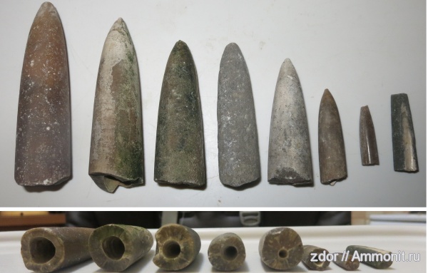 белемниты, юра, Москворечье-Братеево, Jurassic, belemnites