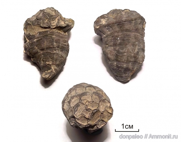 кораллы, Michelinia, Tabulata