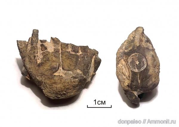 морские лилии, иглокожие, Synerocrinus