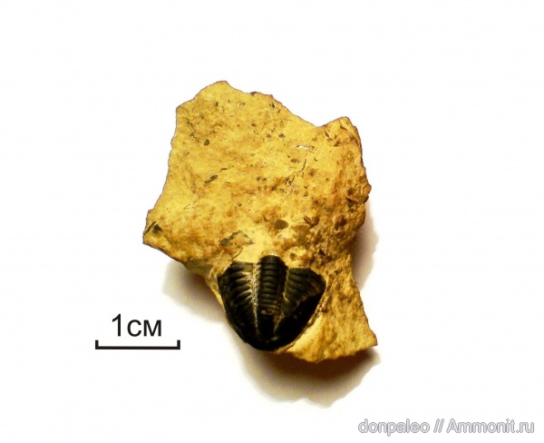 трилобиты, членистоногие