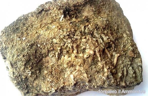 кораллы, кишечнополостные, Tabulata, Auloporida