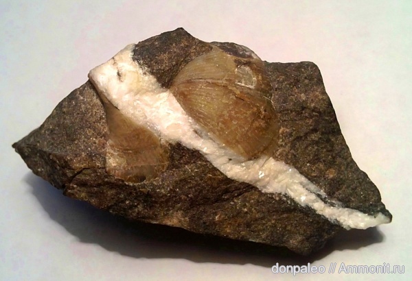 брахиоподы