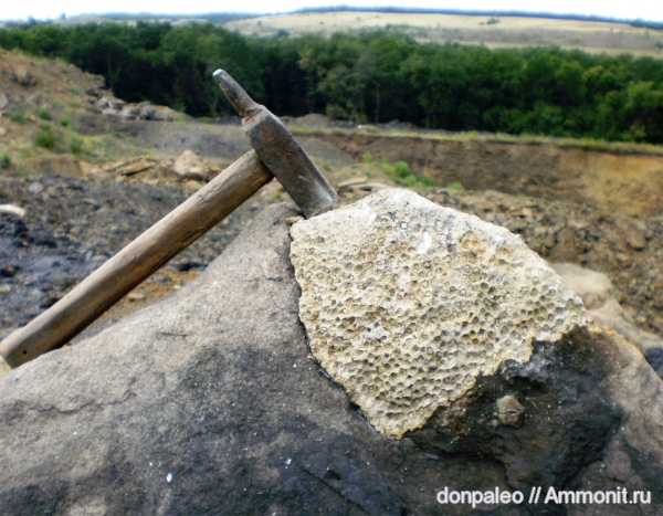 кораллы, кишечнополостные, беспозвоночные, Petalaxis, Rugosa