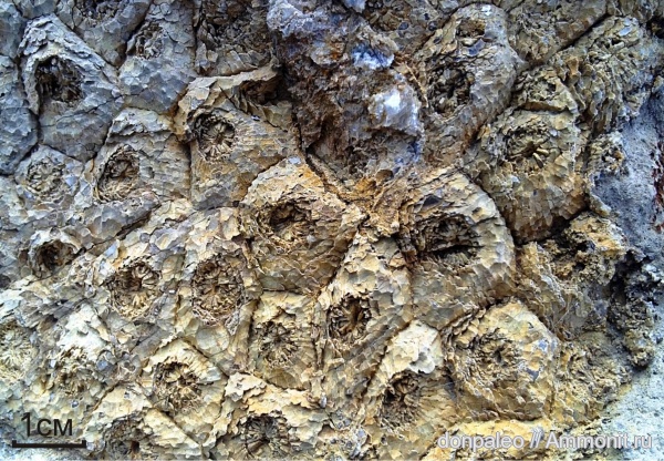 кораллы, кишечнополостные, беспозвоночные, Rugosa, Petalaxidae, Cystolonsdaleia