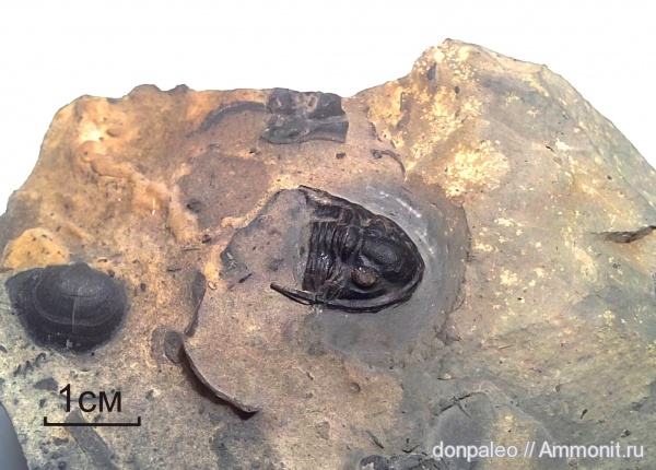 трилобиты, членистоногие