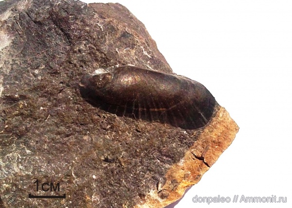 моллюски, двустворчатые моллюски, беспозвоночные, Janeia