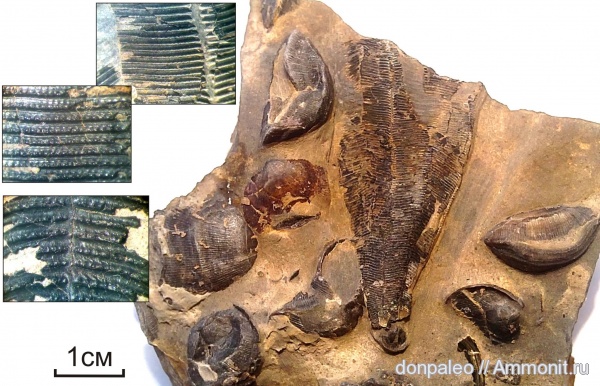 кишечнополостные, беспозвоночные, конулярии, Conularia, Schizophoria resupinata, Paraconularia, Scyphozoa, Conulariidae