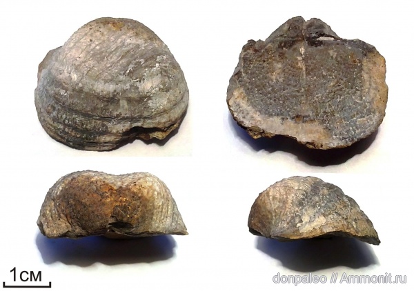 брахиоподы, беспозвоночные, Productida, Buntoxia, Buntoxia mosquensis, Echinoconchidae