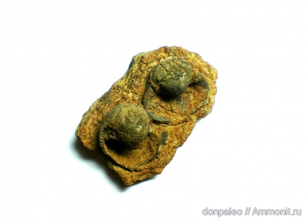 моллюски, Bellerophon, брюхоногие моллюски, беспозвоночные