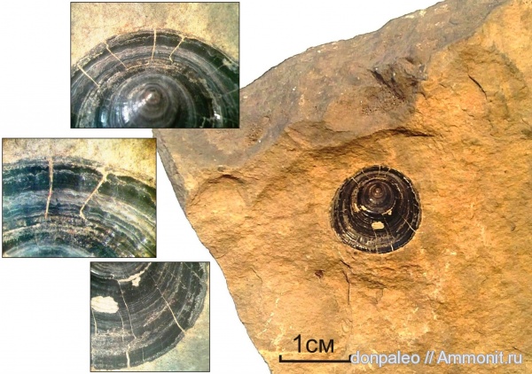моллюски, брюхоногие моллюски, brachiopoda, Patella, Orbiculoidea, DISCINIDAE, Lingulata, Linguliformea