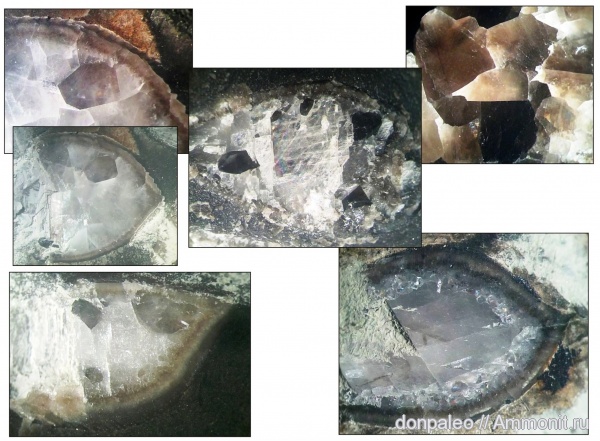 брахиоподы, беспозвоночные, Schizophoria