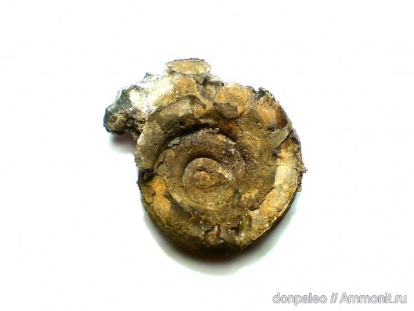 моллюски, Euomphalus, брюхоногие моллюски, беспозвоночные