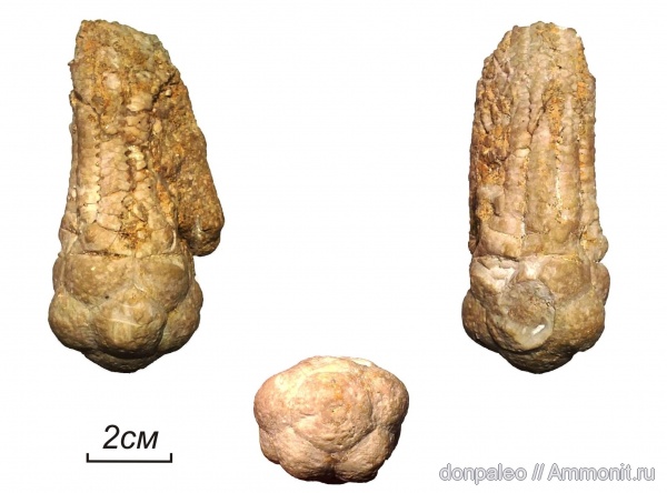 морские лилии, иглокожие, криноидеи, Dicromyocrinus