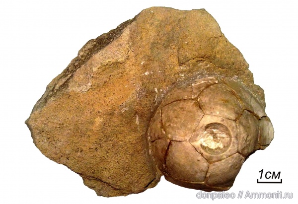 морские лилии, иглокожие, криноидеи, Cibolocrinus