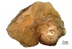 Cibolocrinus (Pabianocrinus) sp.