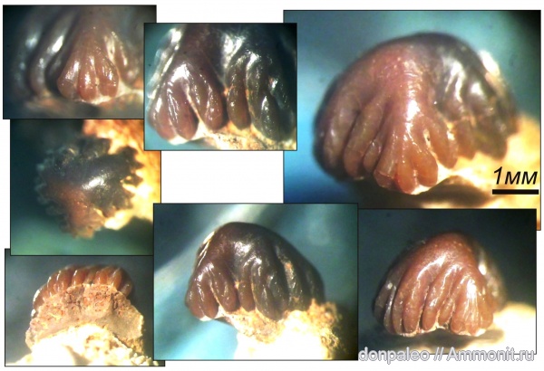 рыбы, Petrodus, московский ярус, fish