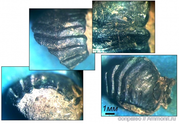 карбон, рыбы, Deltodus, московский ярус, fish