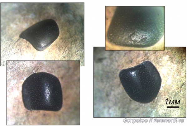 карбон, рыбы, Psephodus, московский ярус, fish