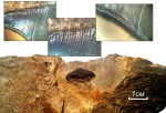 Petalodus sp (средний карбон)