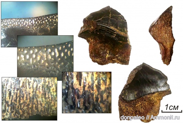 карбон, рыбы, Petalodus, московский ярус, fish